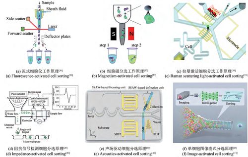 合成生物學(xué) 生物制造引領(lǐng)制造業(yè)的未來(lái)